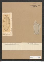 Surirella palmeriana Grev. (de-Toni-Nr.: Genus 53, Species 2255) Zeichnungen Sammlung Grunow Nr. 4685 (NHMW-BOT-W0372762)